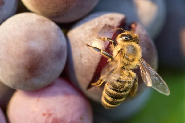 ARRÊTÉ POLLINISATEURS : MISE À JOUR DE LA FOIRE AUX QUESTIONS (FAQ) Des précisions importantes sur les traitements en floraison