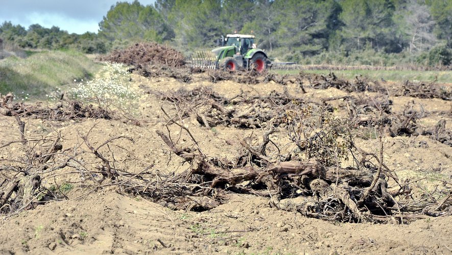 AIDE A L’ARRACHAGE DÉFINITIF Date limite de réalisation reportée au 21 juillet