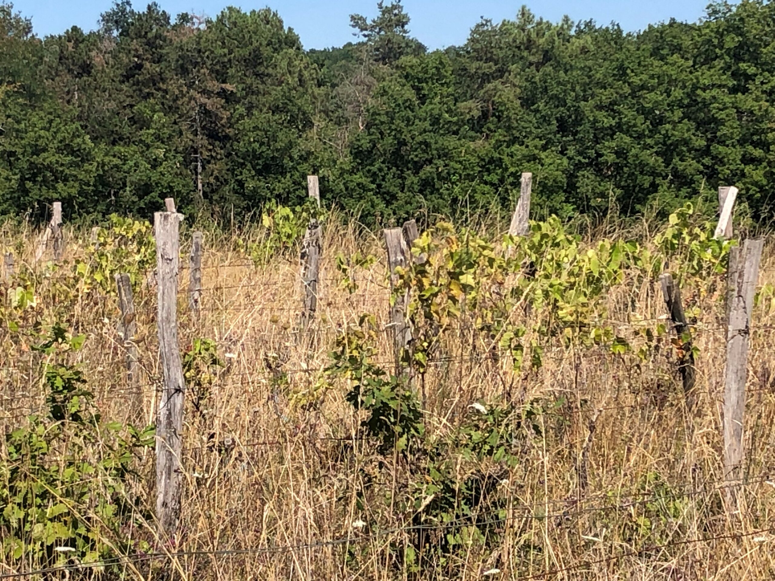 VIGNES EN FRICHE : LE SÉNAT VALIDE LE PRINCIPE D'UNE AMENDE Un levier pour prévenir le risque sanitaire des vignobles