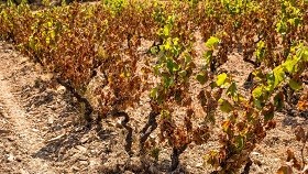 ALÉAS CLIMATIQUES Le vignoble français à nouveau impacté